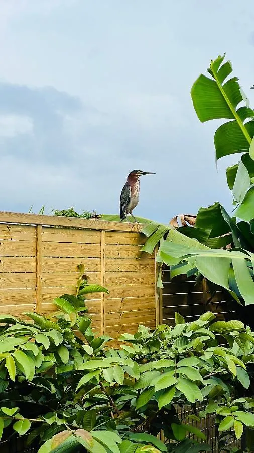 Île tropical lodges Sainte-Anne  Guadeloupe